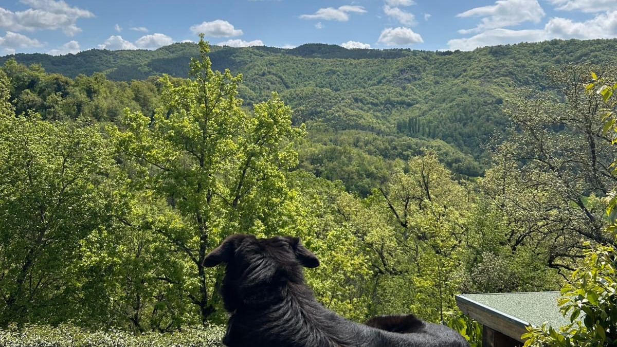 Vacanze in Umbria con il cane: 2 ettari di libertà tra natura e silenzio